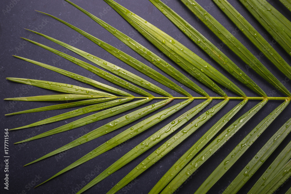 Obraz premium Dark green of palm leaf with water drop on black stone board
