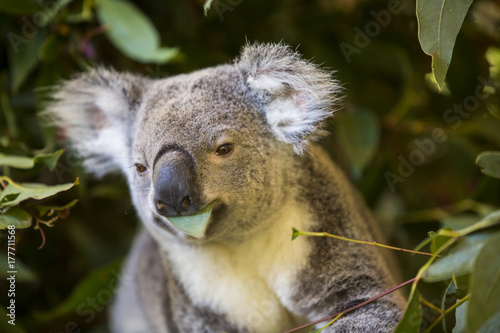 Fototapeta Naklejka Na Ścianę i Meble -  Koala eating eucalyptus