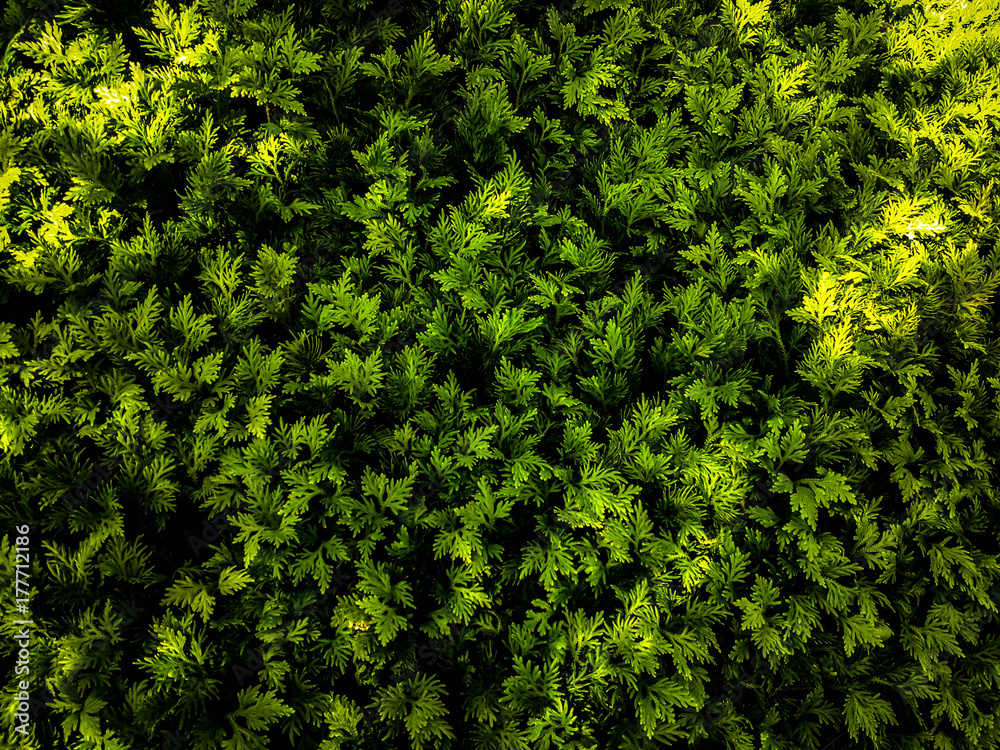 Nature green leafs in shining bright with dark shadow. Nature green leafs in shining bright with dark shadow.