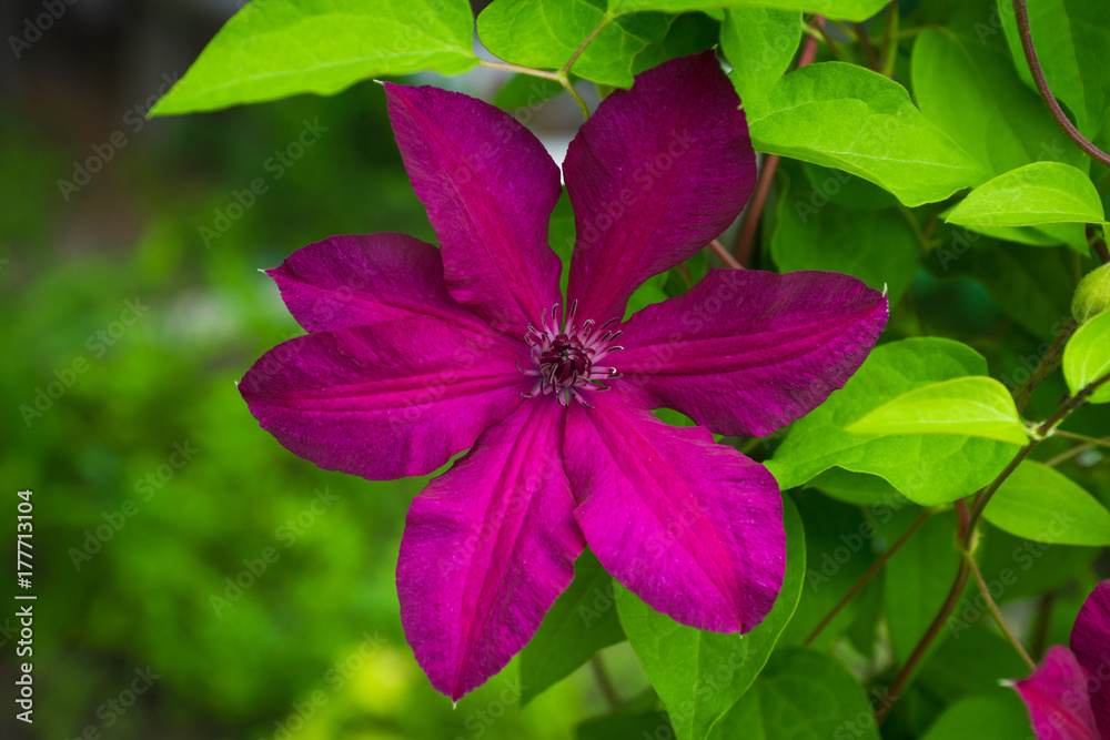 Blooming clematis Blooming clematis
