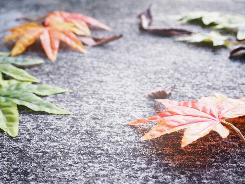 Maple leaves fall on cement ground background Maple leaves fall on cement ground background