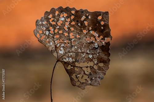 Weathered and chewed up leaf