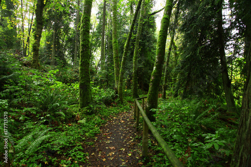 Fototapeta Naklejka Na Ścianę i Meble -  a picture of an Pacific Northwest forest trail