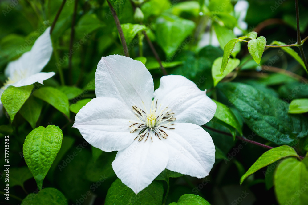 Blooming clematis Blooming clematis