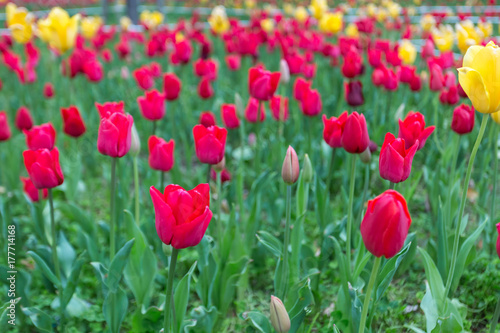 Beautiful bouquet of red tulips.