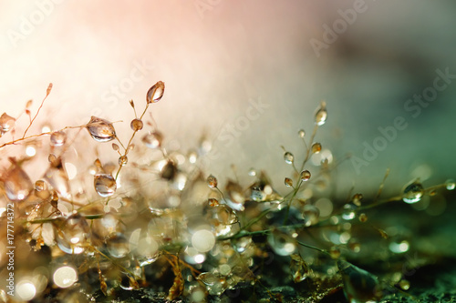 Canvas Print Dew drops on grass and blurred bokeh background
