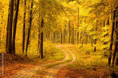 Autumn Forest. Pomerania, Poland 