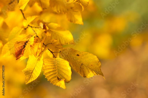 Autumn leaves background. 