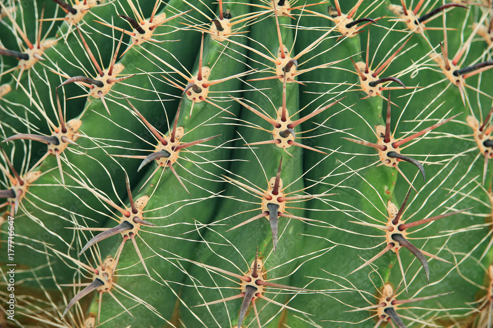 Close up of cactus Close up of cactus