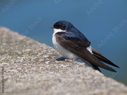 Konstfotografi common house martin (Delichon urbicum)