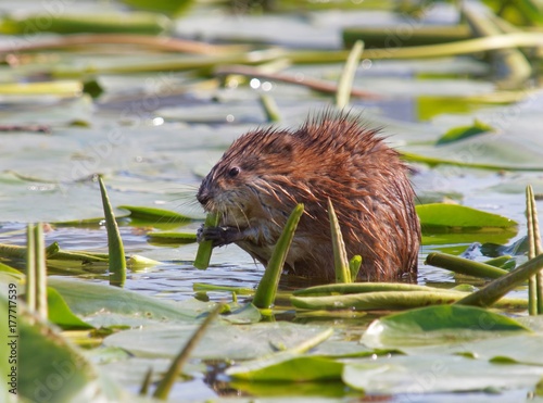 muskrat (Ondatra zibethicus) feeding with vegetation