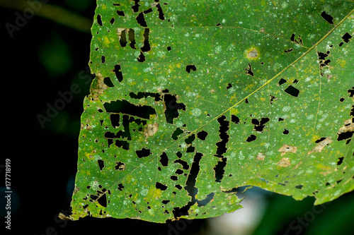 Close up of bad condition decayed weeping green leaf lace shape macro ,Leaf with holes, eaten by pests , eaten by caterpillars photo