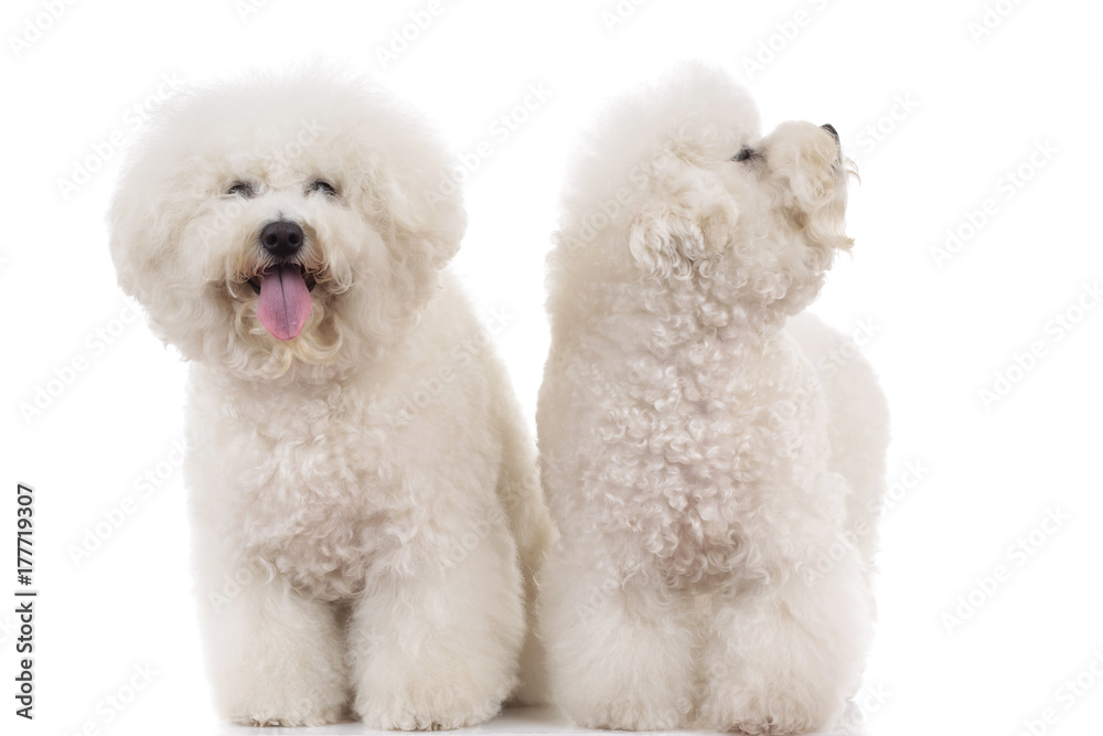 couple of beautiful panting bichon frise dogs standing together couple of beautiful panting bichon frise dogs standing together