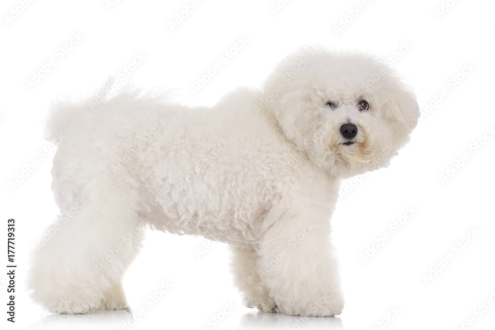 side view of a standing bichon frise puppy dog