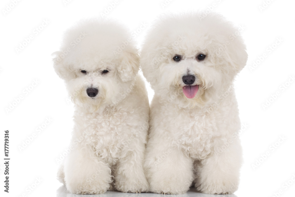 couple of beautiful bichon frise puppies sitting together couple of beautiful bichon frise puppies sitting together