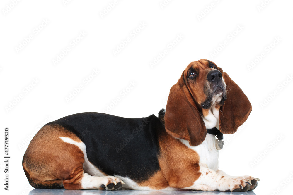 curious basset hound lying down