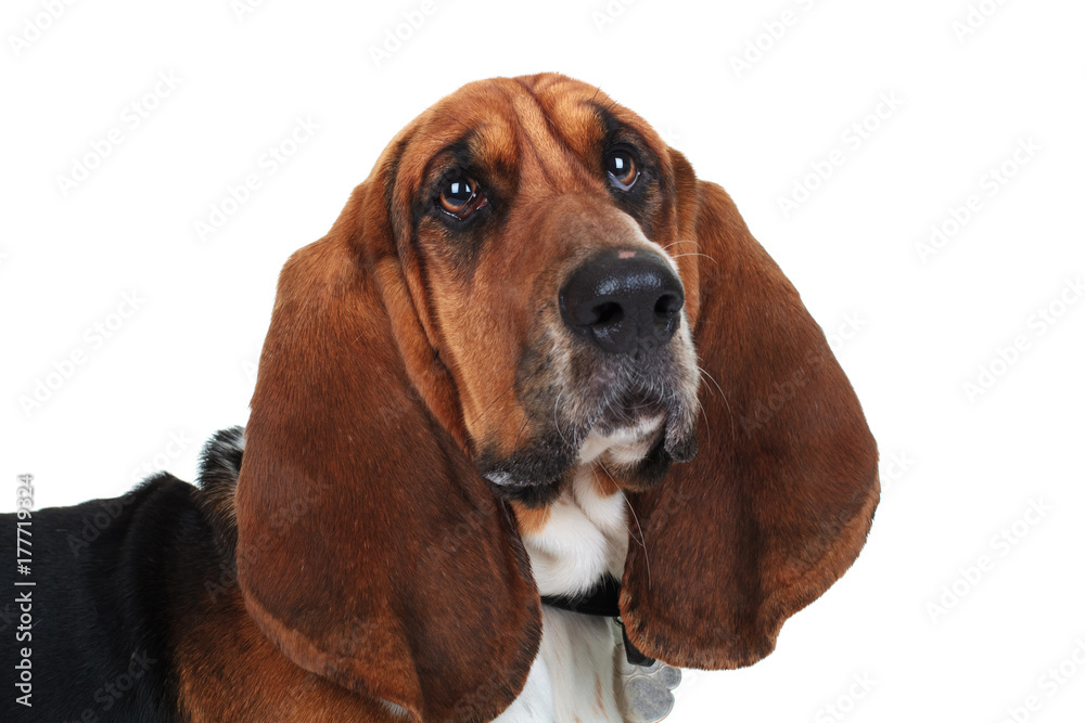closeup picture of a cute basset hound