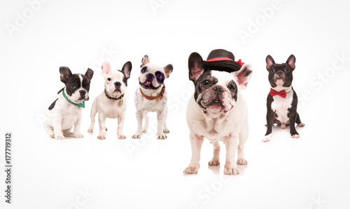 french bulldog wearing hat standing in front of dogs