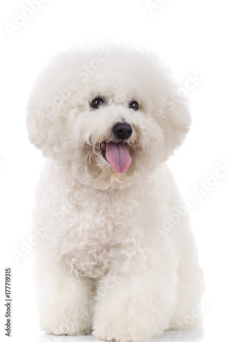 Canvas Print seated and panting bichon frise