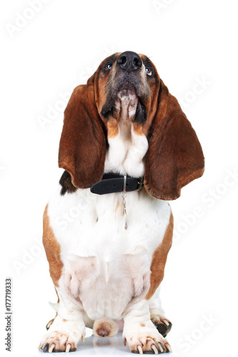 seated basset hound is looking up photo