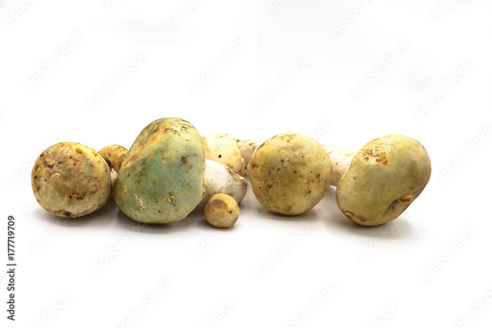 Fresh mushrooms collected from tropical forest in Thailand isolated white Fresh mushrooms collected from tropical forest in Thailand isolated white