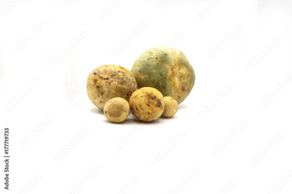 Fototapeta premium Fresh mushrooms collected from tropical forest in Thailand isolated white