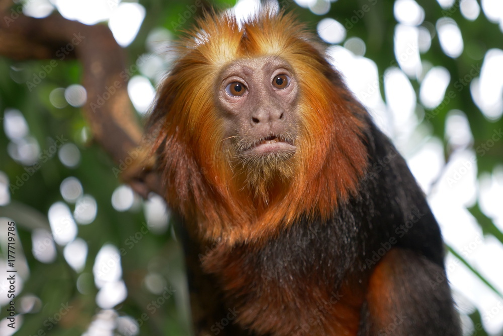 Monkey Monkey