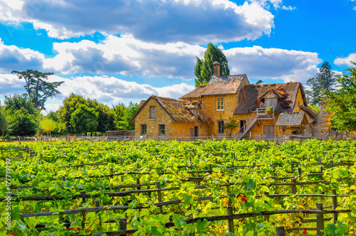 Obraz na płótnie European rural landscape, an old French house with a vineyard. w salonie