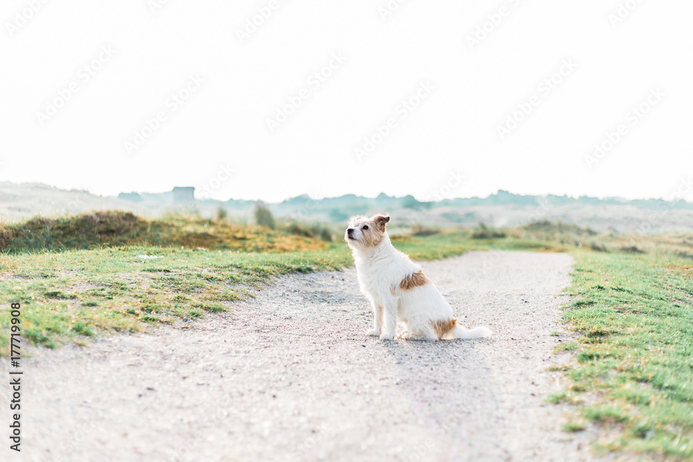 dog1115 dog1115