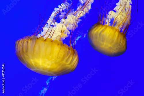 Colorful  Jellyfish  dancing in blue ocean water