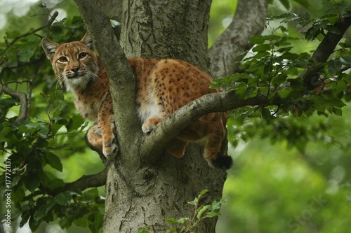 Canvas Print Euroasian lynx in the bavarian national park in eastern germany, european wild c