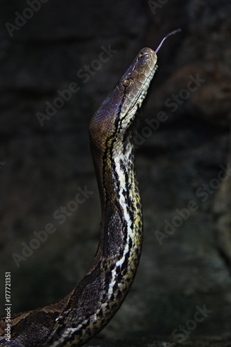 Majestic exotic snake in detail capture with a rocky area. Wild animals in captivity. Exotic species of the snakes.