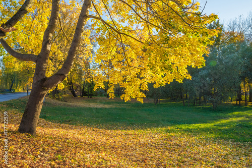 Arkadijas  park in Riga, district agenskalsns. Autumn, yellow tree leaves and reflection. 2017