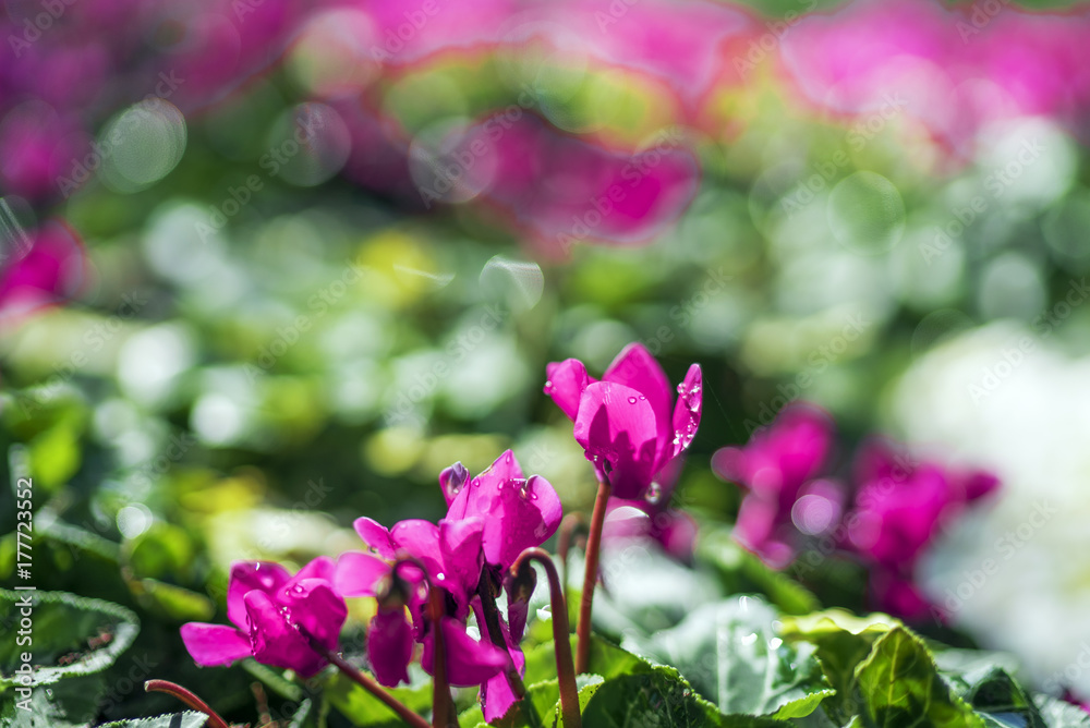 spring flowers