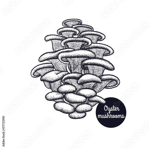 Vintage engravings Oyster mushroom.