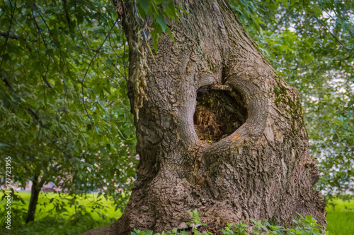 Hollow in the Tree