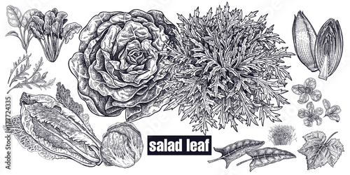 Lettuce and leaves isolated set.