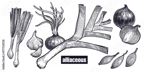 Onions isolated set.