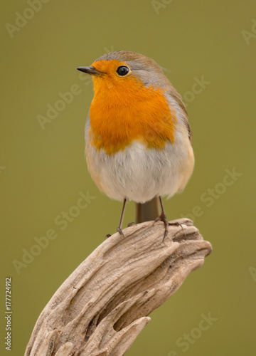 Pretty bird With a nice orange red plumage © Gelpi