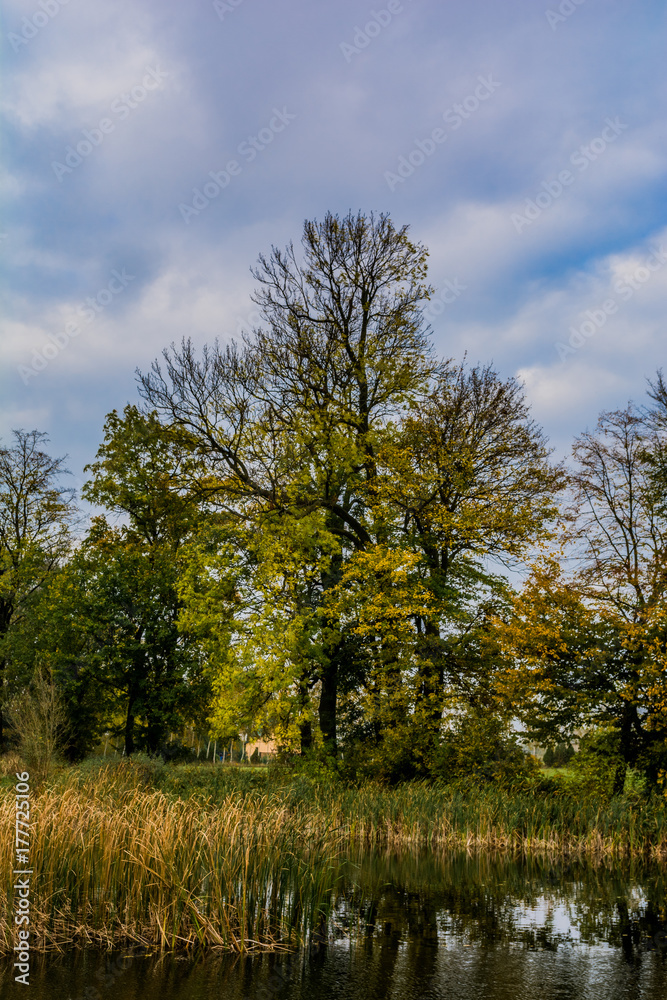 Obraz premium Autumn tree