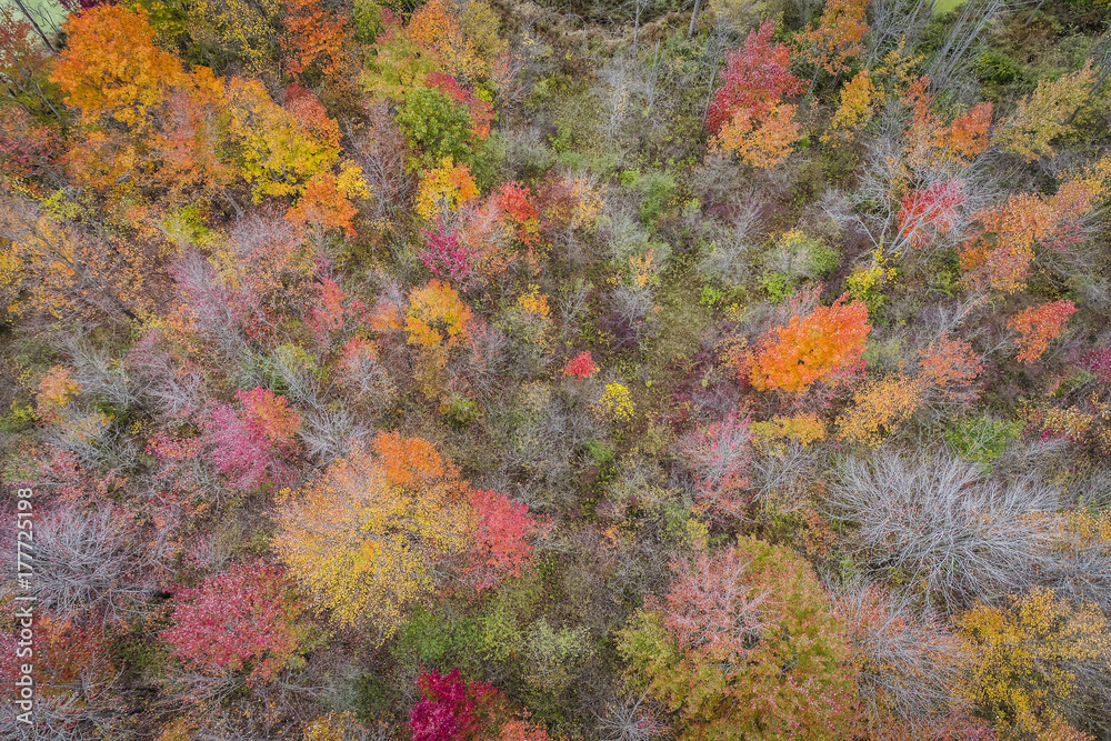 Top aerial view of colorful forest treetops, autumn season. Michigan State, United States