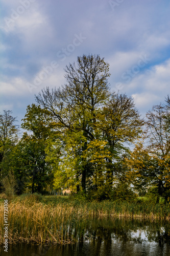 Fototapeta Naklejka Na Ścianę i Meble -  Autumn tree