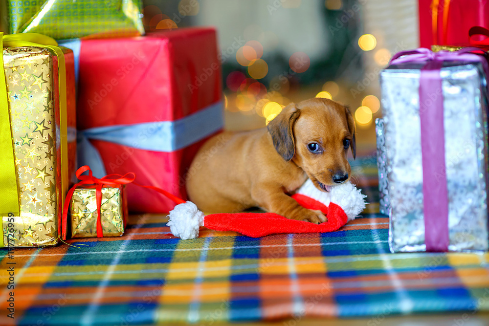 beautiful puppy dachshunds sitting near gifts and playing with Santa's cap, bright festive garlands in the background.