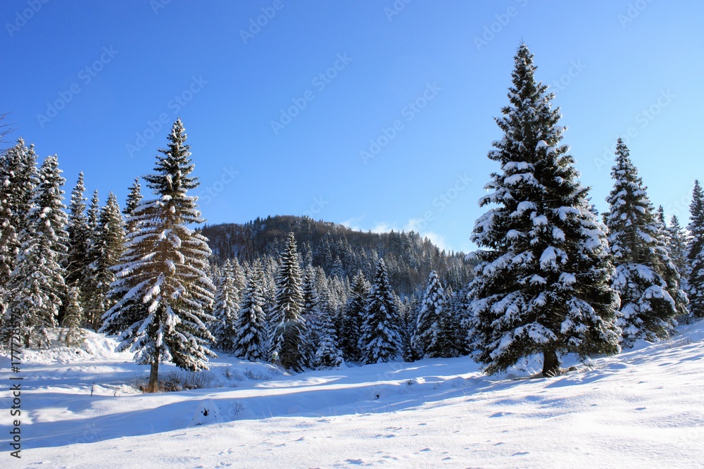 Fototapeta premium Spruce forest in winter time