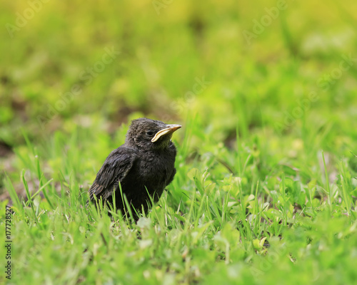 funny chick Starling with a yellow beak sitting in the grass and waiting for ...