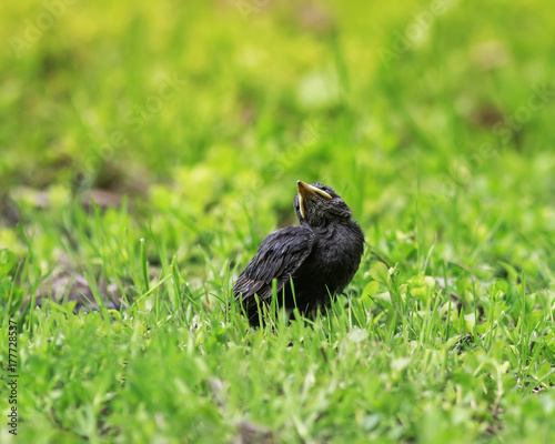 chick Starling with a yellow beak sitting in the grass and waiting for parents