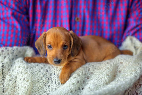 a handsome cute puppy of a dachshund lies with the owner on his hands and looks curiously at the camera.