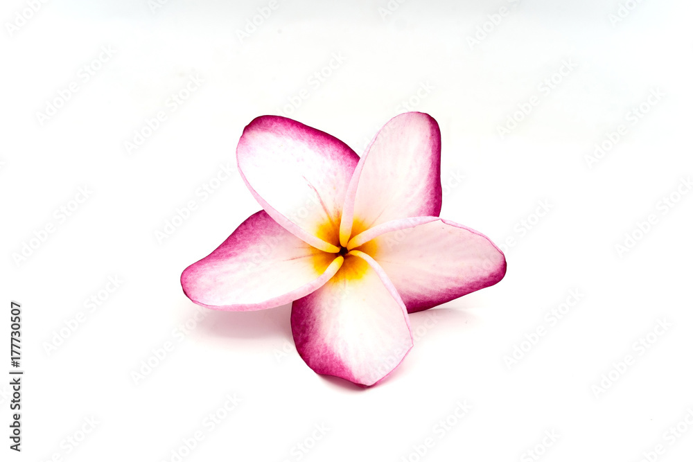Impala Lily on the white background, Impala Lily isolated Impala Lily on the white background, Impala Lily isolated