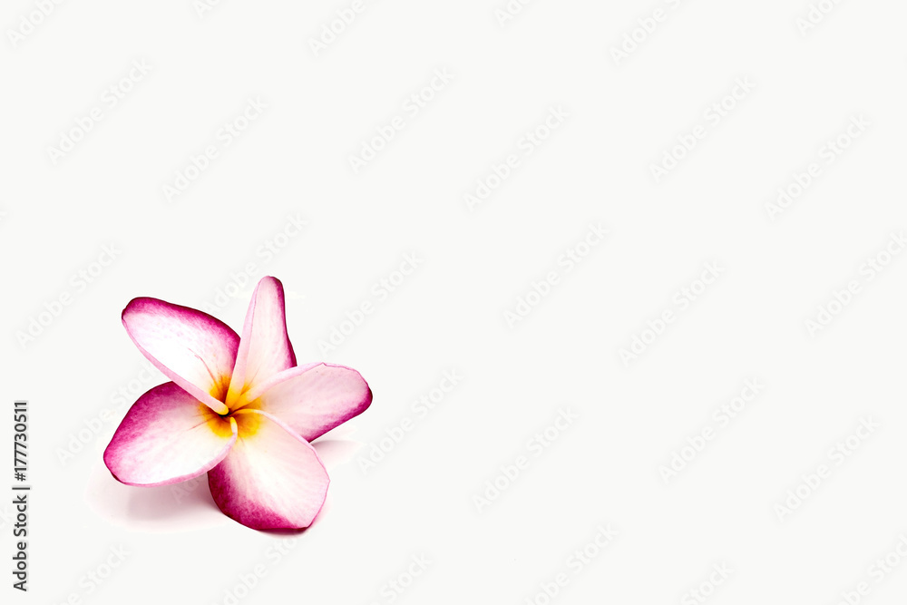 Impala Lily on the white background, Impala Lily isolated Impala Lily on the white background, Impala Lily isolated