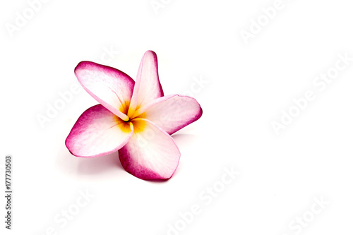 Impala Lily on the white background, Impala Lily isolated photo